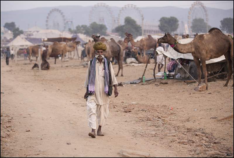 Pushkar Camel Fair Panel- image 2.tif